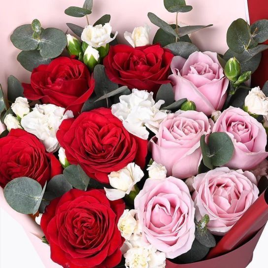 Pink Red Rose